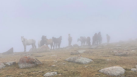 A group of horses stands on a rocky hillside in a foggy, nasty atmosphere. Beautiful mountain...