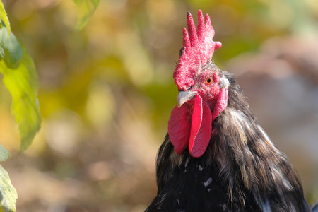 Agricultural industry. Poultry breeding. A close-up of an adult handsome handsome black cock with a...