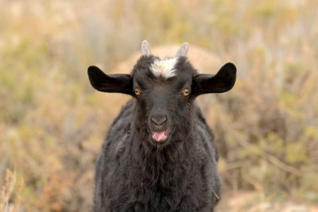 Goat breeding. A funny little black kid with small horns and white spots on his head stuck out a pink tongue while standing in a field. Animal husbandry and agriculture. Village life.の写真素材