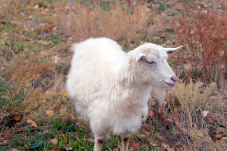 A white fluffy goat stands in an autumn field overgrown with grass and weeds. The goat looks to the right. Animal husbandry and agriculture. Breeding goats for the sale of meat, wool and milk. Village lifeの写真素材