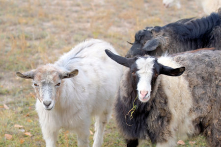 Some funny woolly goats are grazing in the field. Goats with funny ears eat grass. Animal husbandry and agriculture. Breeding goats for sale. The scene is peaceful and calmの写真素材