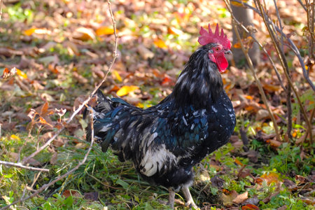 A black chubby handsome rooster walks on the green grass in the autumn park. Agriculture and animal...