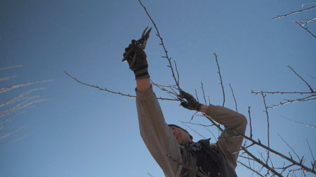 A man is working as a knot cutter in the garden. A gardener cuts dry branches from a tree against a...