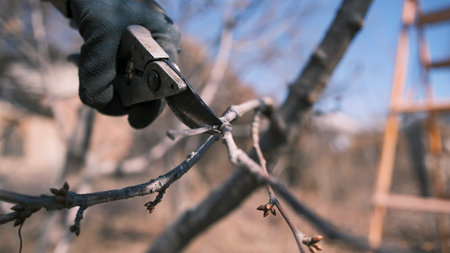 Close-up of a person with work gloves cutting a dry branch from a fruit tree with a pair of garden scissors. There is a staircase in the background. Spring gardening. Garden cleaningの写真素材