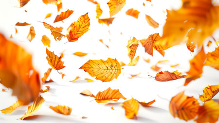 Beautiful yellow autumn leaves are falling from above on a white background. Orange and yellow leaves floating in the air. The image conveys the feeling of autumn. The leaves are scattered all over the background, creating a sense of movement and energy.の素材