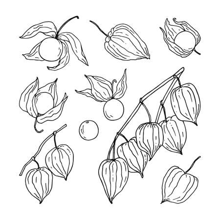 Set of hand sketched physalisのイラスト素材
