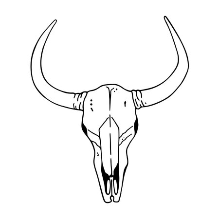 Hand drawn sketch of the skull of a buffaloのイラスト素材
