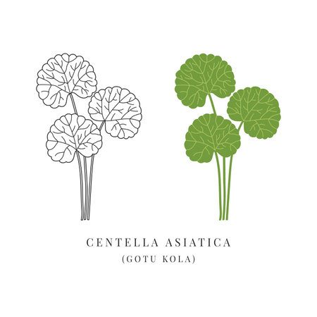 Centella asiatica ayurvedic herb simple illustrationのイラスト素材