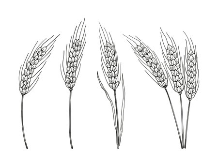 Rye ears sketch hand drawn setのイラスト素材