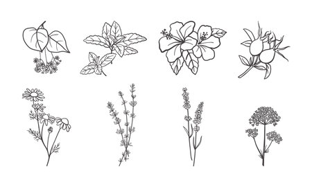 Hand drawn tea herbs collectionのイラスト素材