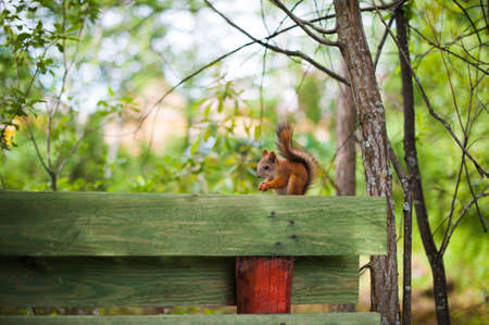 red squirrel sitting on a wooden fenceの写真素材