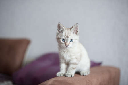 kitten of light color