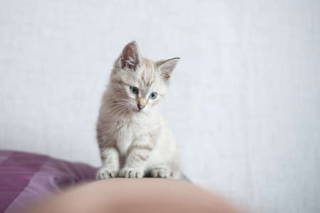 Little British kittenの写真素材