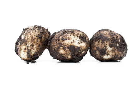 Dirty potatoes isolated on a white background, new potatoesの写真素材