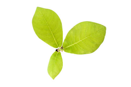 Green plant isolated over white. Green leaves over white background