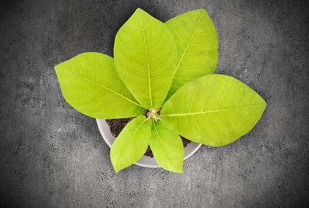 Pot magnolia in female hands. The young magnolia tree in a potの写真素材