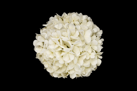 White flower. One White Flower Isolated on Black Backgroundの写真素材