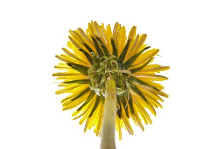 Flower dandelion isolated on white background. Yellow dandelions - view from below.の写真素材