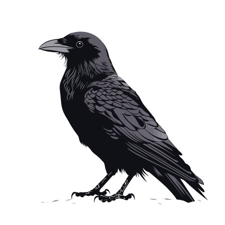Crow image. Black crow isolated on white background. Illustration of a crow. Vector illustration.のイラスト素材