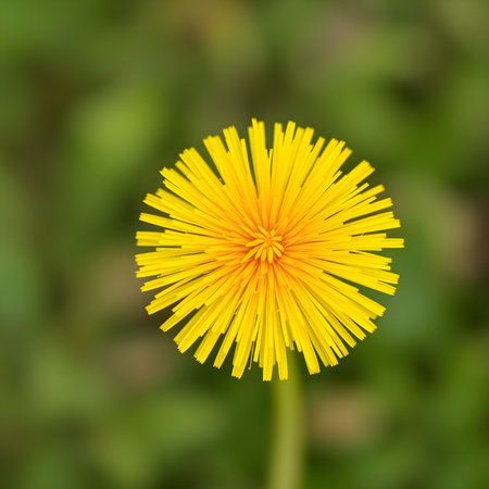 Yellow dandelion flower on a blurred green background. Taraxacum, spring, floral, nature, botany.