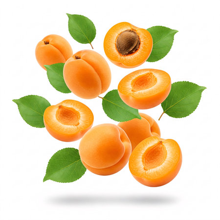 Fresh apricots isolated on white background. Halved and whole apricot fruits with leaf and kernel close-up.の写真素材