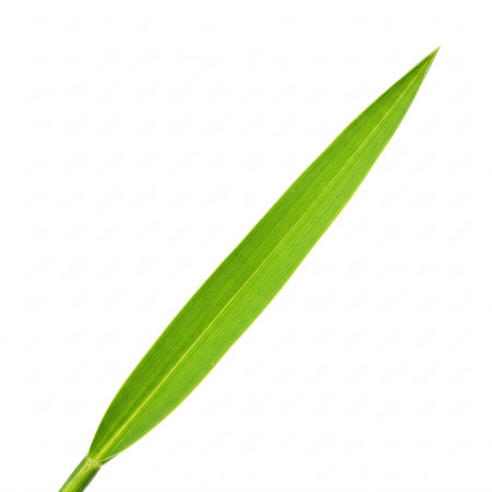 Green grass leaf isolated on white background. Simple elongated leaf close-up.の写真素材