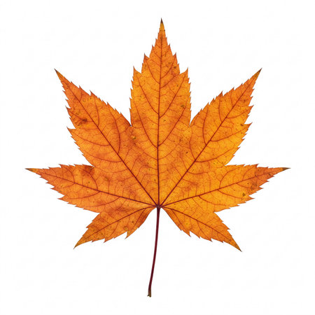 Orange maple leaf isolated on white background. Autumn foliage close-up.