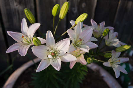 Flowering branch of a lilyの写真素材