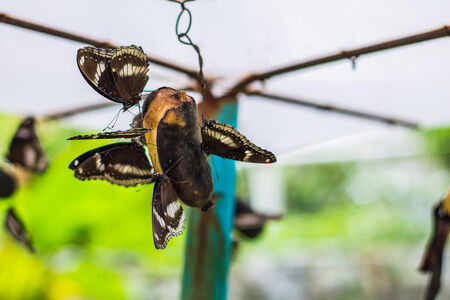 Butterflyの写真素材