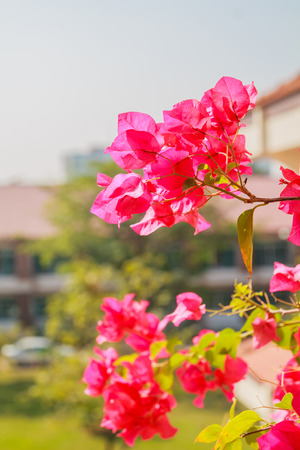 Beautiful Pink Flowerの写真素材