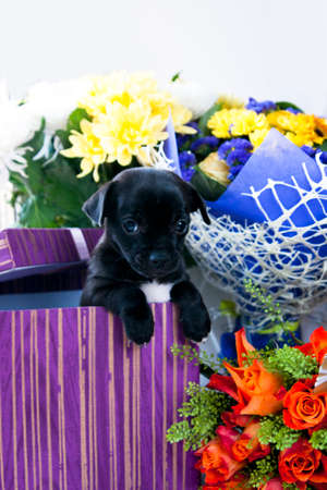 Chihuahua dog in gift box and flowersの写真素材