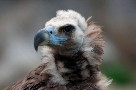 black vultureの写真素材