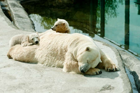 Polar she-bear with cubs sleepsの写真素材