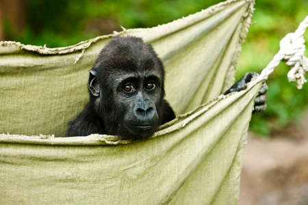 Gorilla baby in the bagの写真素材