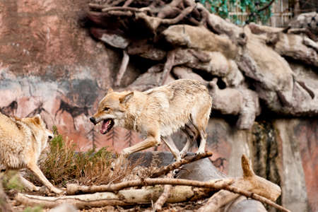 angry wolfの写真素材