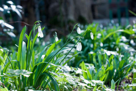 Snowdrops in the forestの写真素材