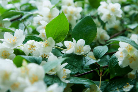 jasmine flowers on a branchの写真素材