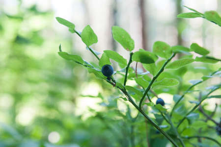 Blueberry on branch in forestの写真素材