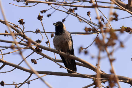 Crow on branch in forestの写真素材