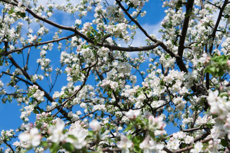 Apple tree flowers on a blue skyの写真素材