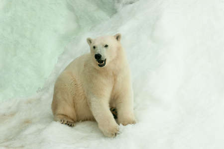 Polar bear sitting in the snowの写真素材