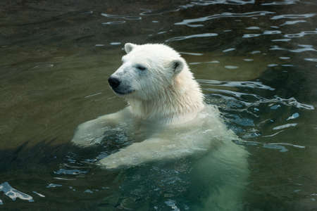 Polar bear swimming in waterの写真素材