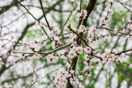 Cherry blossom branchの写真素材