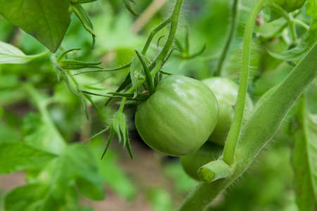 Green tomatoes on branchの写真素材