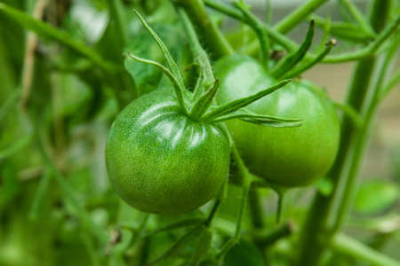 Green tomatoes on branch in greenhouseの写真素材