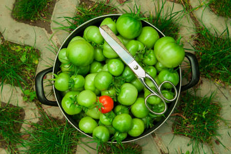 Harvest green tomatoesの写真素材