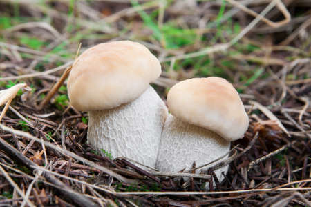 Porcino mushroom in forestの写真素材
