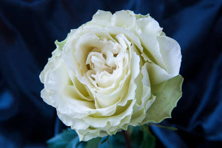 White rose on blue velvetの写真素材