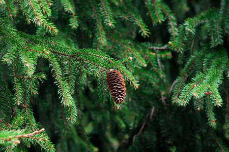 Fir-cone in the forestの写真素材