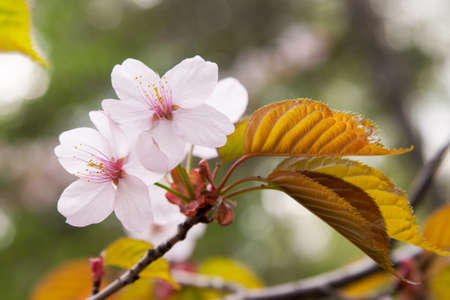 flowering plum treeの写真素材